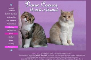 British shorthair et Scottish fold des Doux coeurs - Douxc2.free.fr British shorthair et Scottish fold des Doux coeurs - Douxc2.free.fr