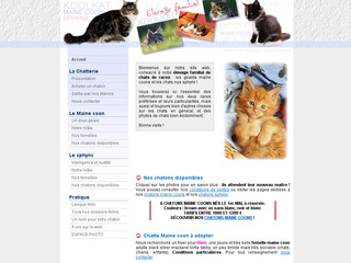 Aperçu visuel du site http://www.chatterie-koolkat.com