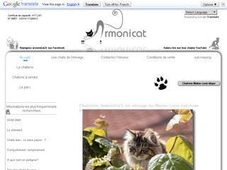 Chatterie Armonicat - Elevage de chats de race Maine Coon Chatterie Armonicat - Elevage de chats de race Maine Coon