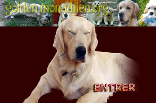 Aperçu visuel du site http://golden.mon-chien.org