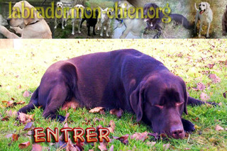 Aperçu visuel du site http://labrador.mon-chien.org