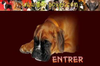 Mon-boxer.com - Site sur le chien boxer