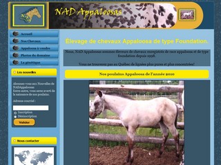 Nadappaloosas.com - Elevage de chevaux de race Appaloosa et de type foundation