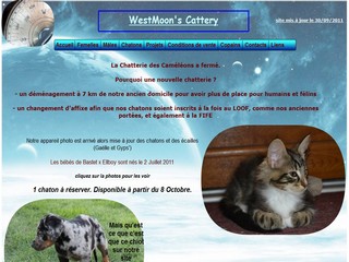 Chatterie - élevage de chats Norvégiens - Westmoon.fr
